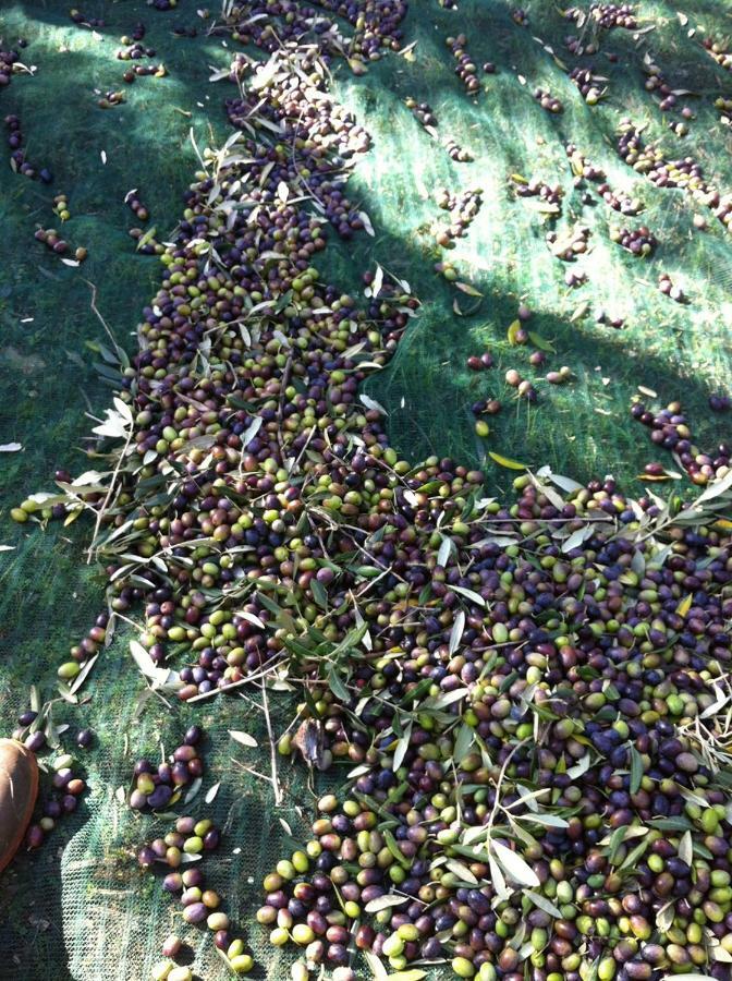 I Trulli Della Naturabio Martina Franca Eksteriør bilde